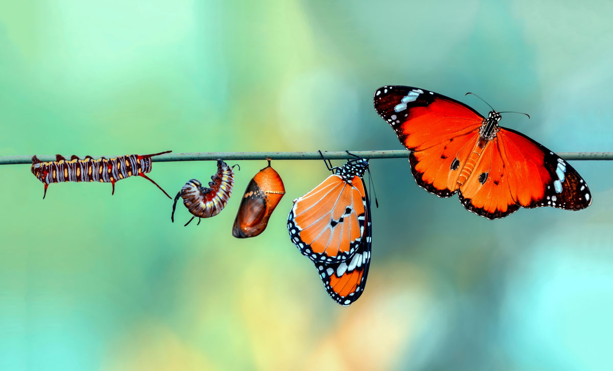 butterfly life cycle transformative moment